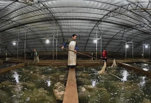 新疆沙漠變蝦塘 中國水產品養殖的創新突破