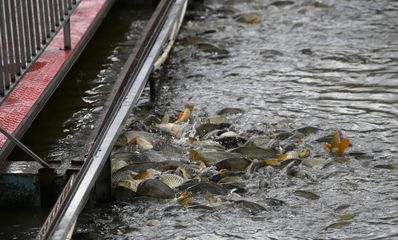 冬季惡劣天氣下的水產養殖管理策略