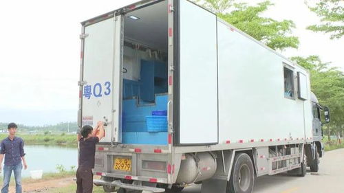 陽江水產種業工廠化模式助推海水養殖高質量發展