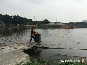 出魚高峰期的科學捕撈與運輸 確保水產品安全無損耗