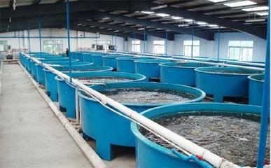 工廠化循環(huán)水養(yǎng)殖 現(xiàn)代化水產(chǎn)養(yǎng)殖的綠色高效之路