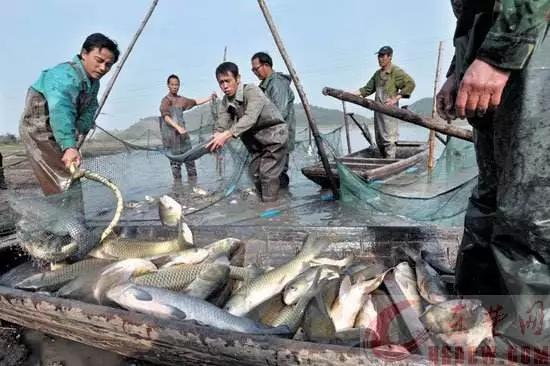 2021水產(chǎn)養(yǎng)殖機(jī)遇與挑戰(zhàn) 早布局，穩(wěn)增收