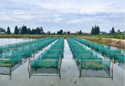 創(chuàng)新引領(lǐng)，特色先行 大力發(fā)展特色淡水魚類養(yǎng)殖新篇章